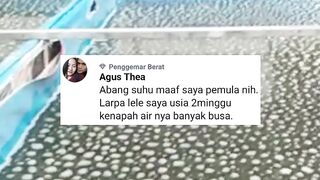 Penyebab kolam lele BERBUSA
