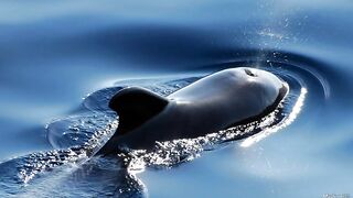 the whale