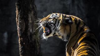 Tiger #