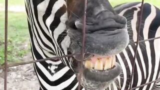 Funny zebra