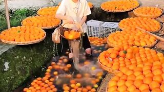 Fruit 9