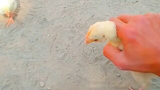 صيصان