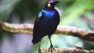 Wildlife Birds beautiful birds