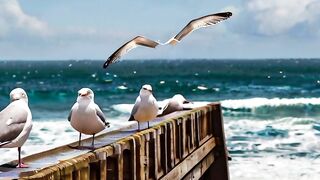 Birds #