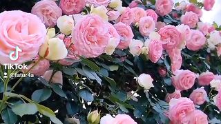 Roses 2