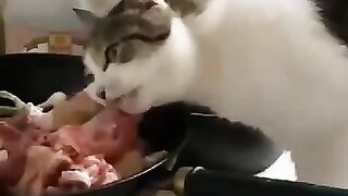 #The cat is busy eating meat. What a feast hahahaha. Where are the people of the house? Hahaha