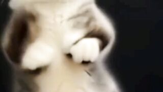 Cat dance 2