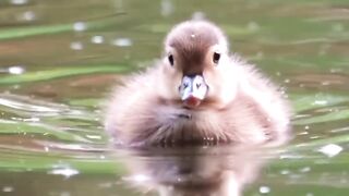Little duck