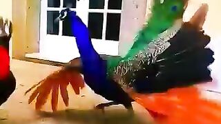 Le coq et le paon