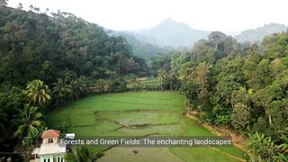 “Forests, green fields, monkey forests and rice fields in Ubud.