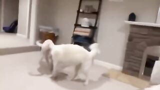 Funny dog 61