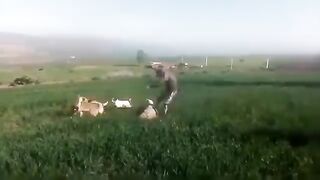 ايام الرجلة والشان