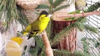 Male Bird attract his love with singing