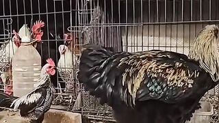 chickens 2