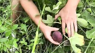Harvest fruit 10