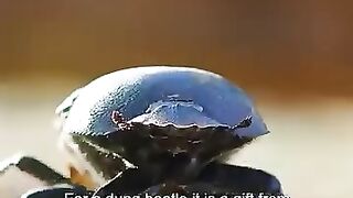 Chaîne alimentaire