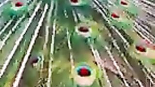 Peacock In The Wind, Beautiful, Colourful, Natural Peacocks Video #79 , Beauty of peacocks #nature.