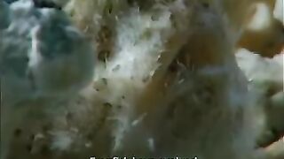 Le poisson crapaud