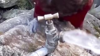 Parrot Drink water .