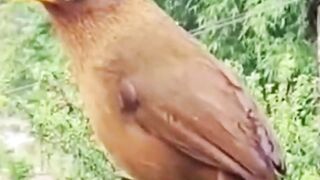 Bird singing 3