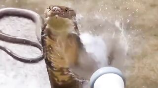 dangerous snake shower #viral