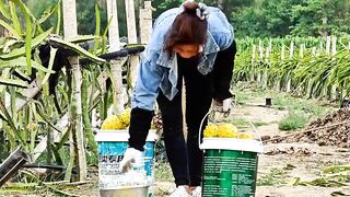 Harvest fruit 11