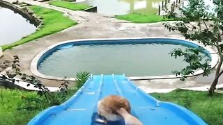 Funny Dogs 6