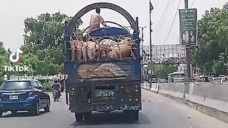 Bakra Eid TikTok video