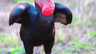 Bird eating tortoise