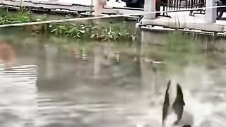 Super interesting circus virual shorts video  viral
