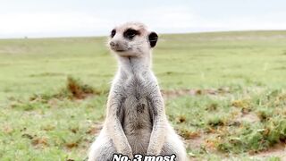 Unique Facts About Animals Number 3 Most Unique #factsanimal #animals #shorts