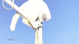 Cut funny 2