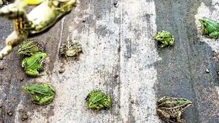 Frogs jumping