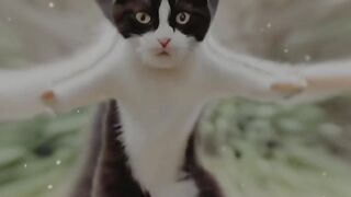 Cat funny 38