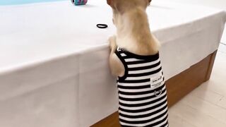 #funnypet Look what he does