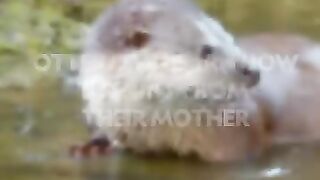 La loutre