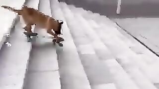 Malinois aime faire du skate