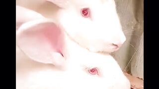 subscribe to see mor #prank #funny #funniest #love #motivation #humor #meme #tiktok #girl #animal #UnitedStates #Canada #Australia #UnitedKingdom #fyp