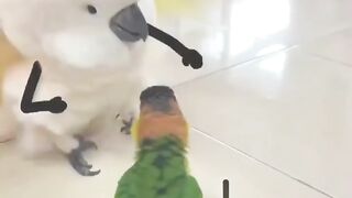 Cat vidéo funny 2