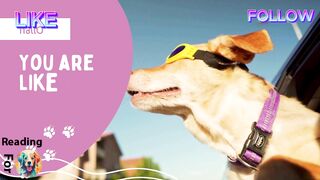 Life With Pets : The Joys and Challenges of Raising Pets at Home #shorts