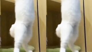 Cat vidéo funny 3