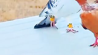 Pigeon danseur