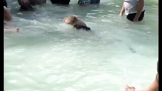subscribe to see more funny viral memes animals funnymoments reels troll Amazing california  Australi Argentina United States Colombia Mexico videos