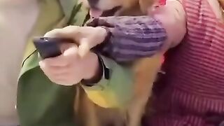 The Loyal Guardian: A Dog Defends an Elderly Lady”