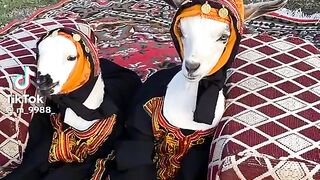 كل عام وانتم بخيرر ههههههه