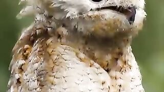 Le potoo