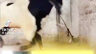 Yah Bakra Hai Kya boxer