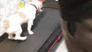 Dog Fails