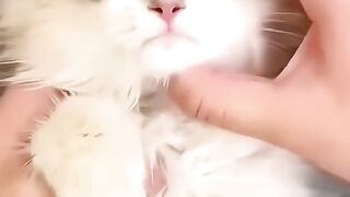 Cat videos cute cats kittens
