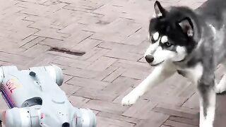 The first time robotdog